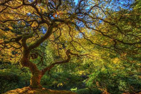 Japanese Garden